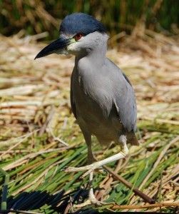 Deze vreemde vogel op een van de Uros eilanden bij Peru is een black crowned night heron. de lokale bevolking schijnt de vogels te eten...