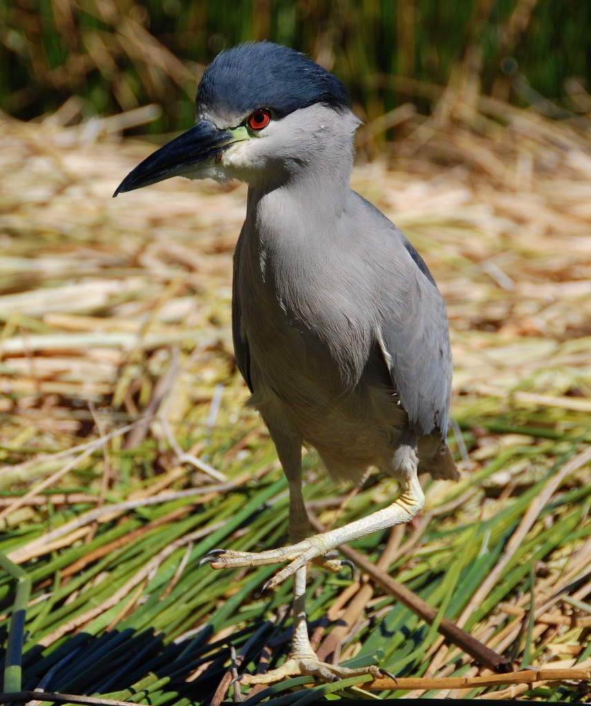 Deze vreemde vogel op een van de Uros eilanden bij Peru is een black crowned night heron. de lokale bevolking schijnt de vogels te eten... 