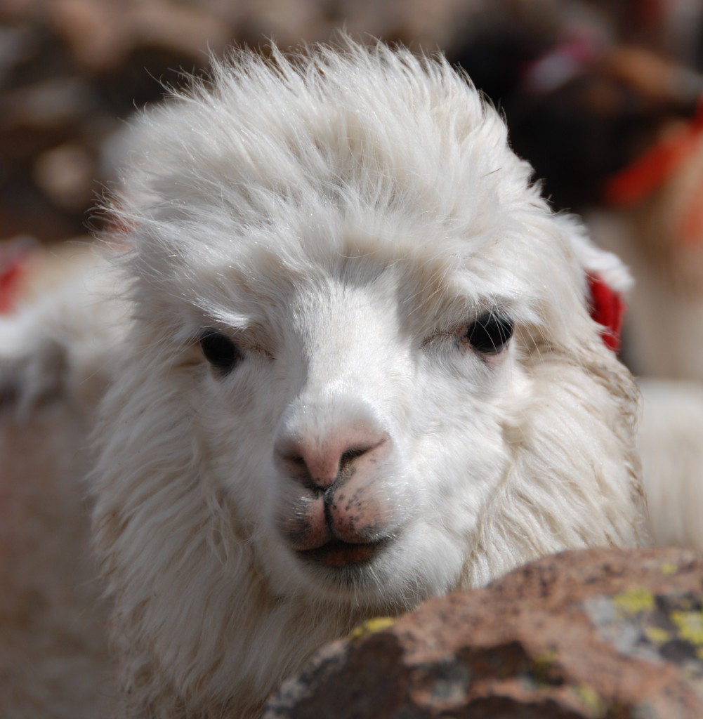 Een alpaca in Peru. Deze zeldzame lama soort leeft in de Andes en wordt als huisdier gehouden voor de wol. 