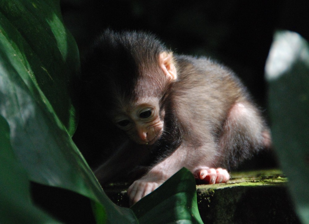 Dit inie-minie baby aapje is de wereld aan het ontdekken bij een tempel op Bali. 