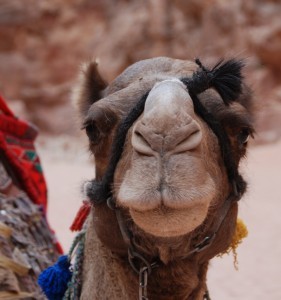 Een kameel in Jordanië. Kamelen kunnen weken zonder water.