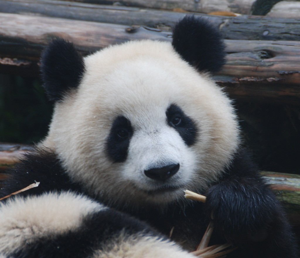 De reuzepanda is een van de meest bedreigde diersoorten. In Chengdu (China) is een bekend panda breeding centre, waar reuzepanda's en ook rode pandaberen leven en waar een fokprogramma bijdraagt in hun voortbestaan. 