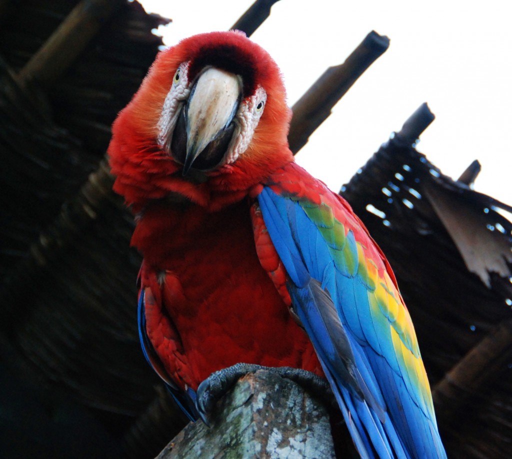 Papegaaien zijn vrolijke dieren die kunnen praten EN emoties kunnen voelen. 