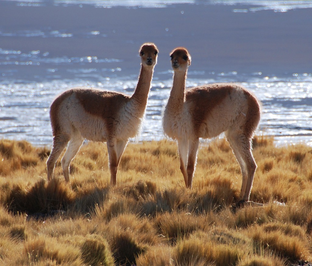 Deze lieve beestjes zijn vicuna's, een lama soort dat in de Andes leeft. 