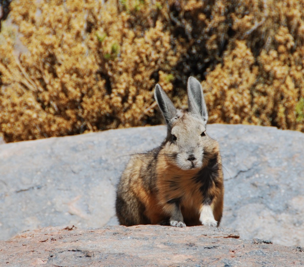 Dit grote konijn is een vizcacha, dat op de hoge vlaktes in Bolivia leeft. 
