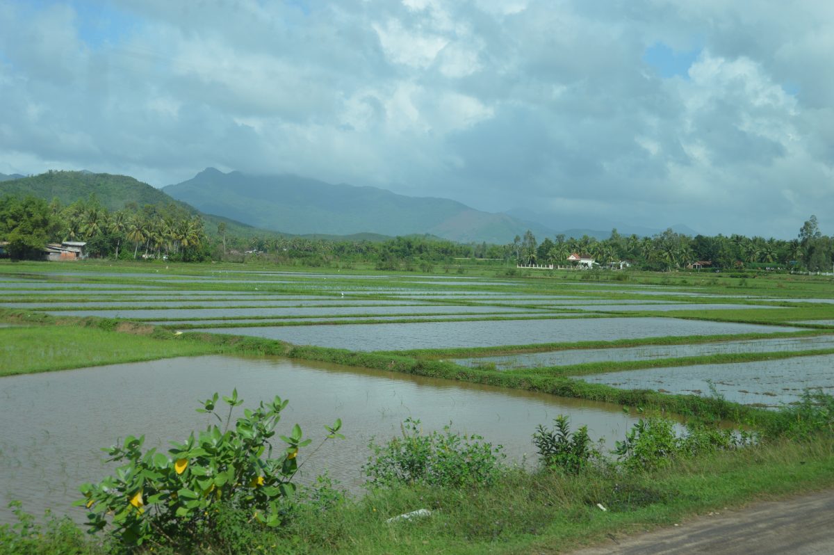 Vietnam rijstvelden