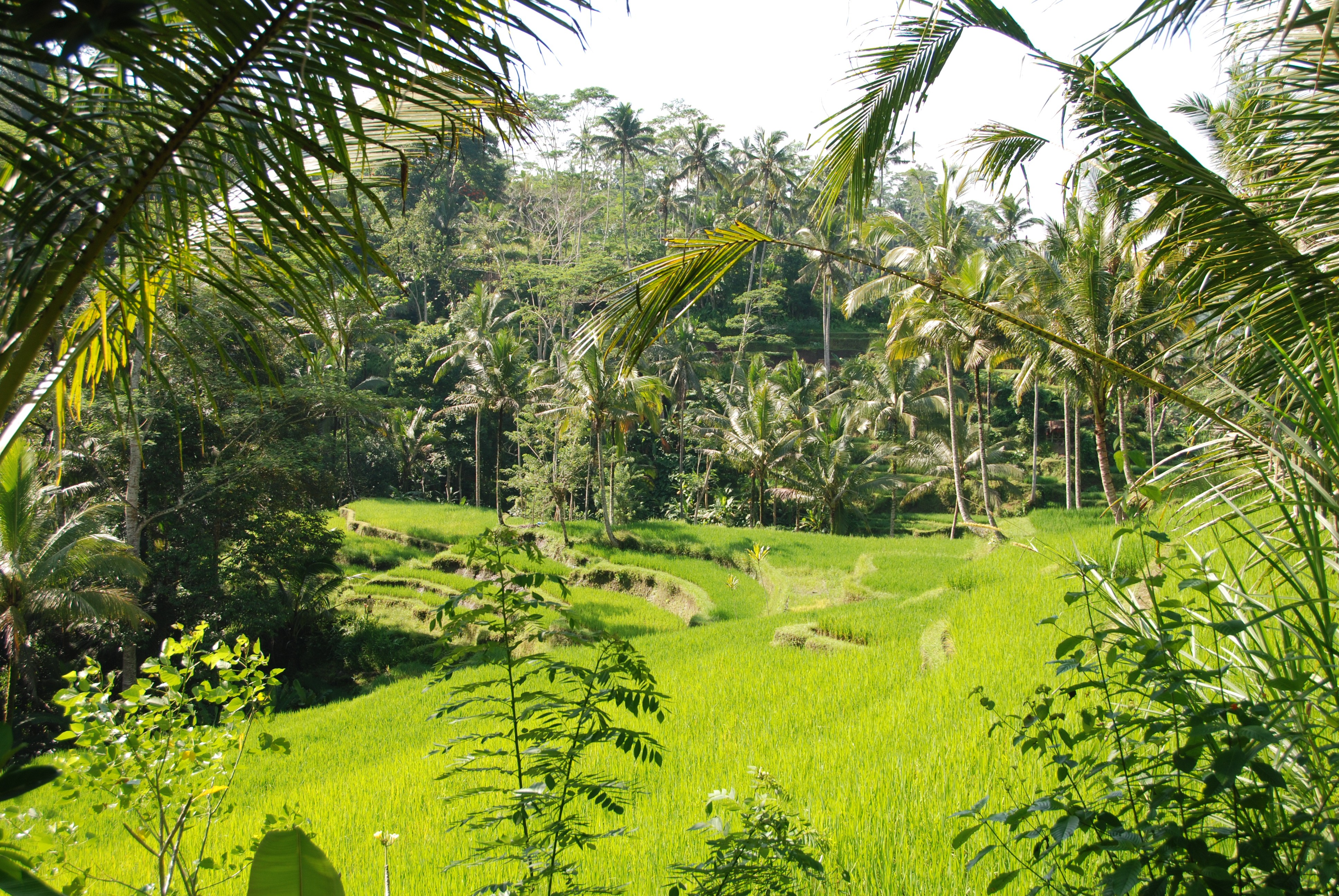 Ubud rijstvelden