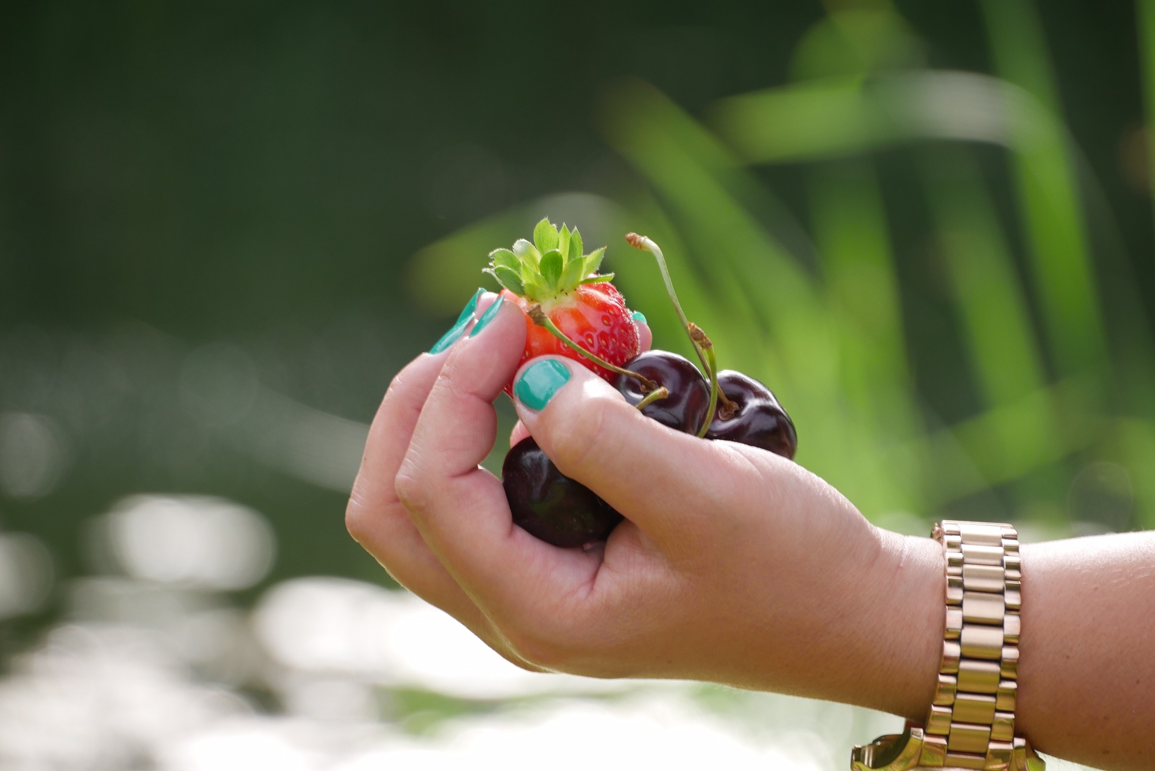 Kamperen in de fruittuin van Nederland