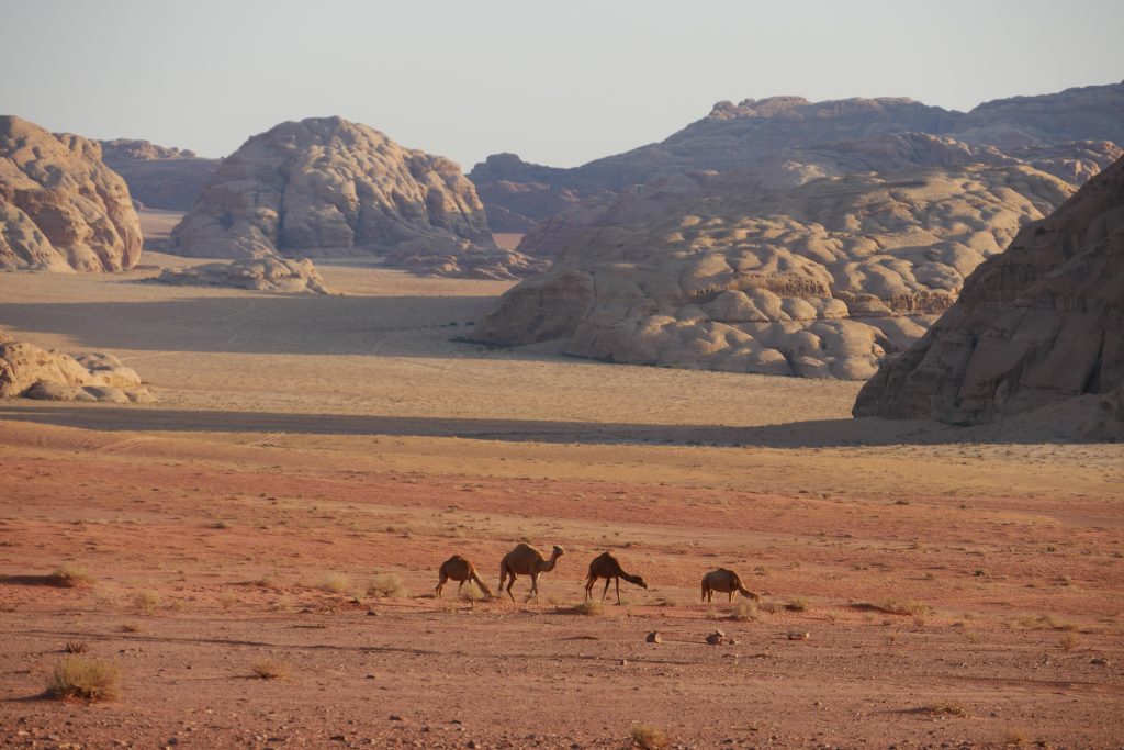 wadi rum