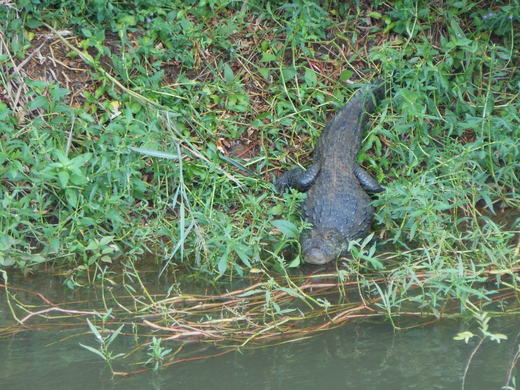 Iguazu watervallen aligator