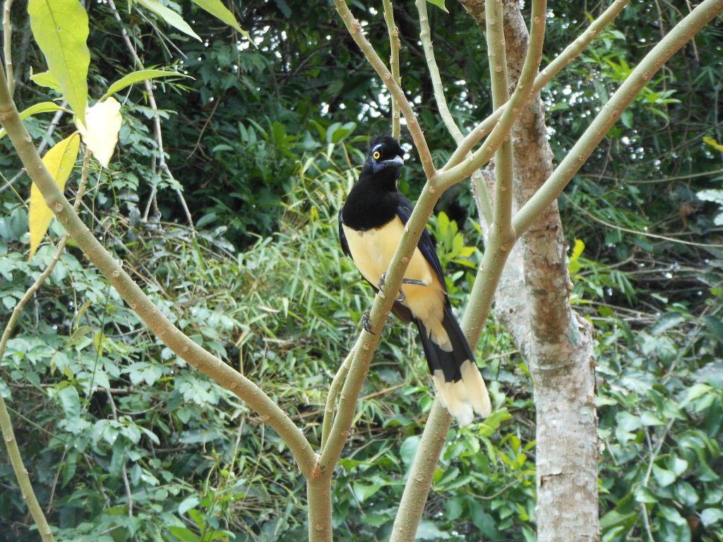 Iguazu watervallen vogel