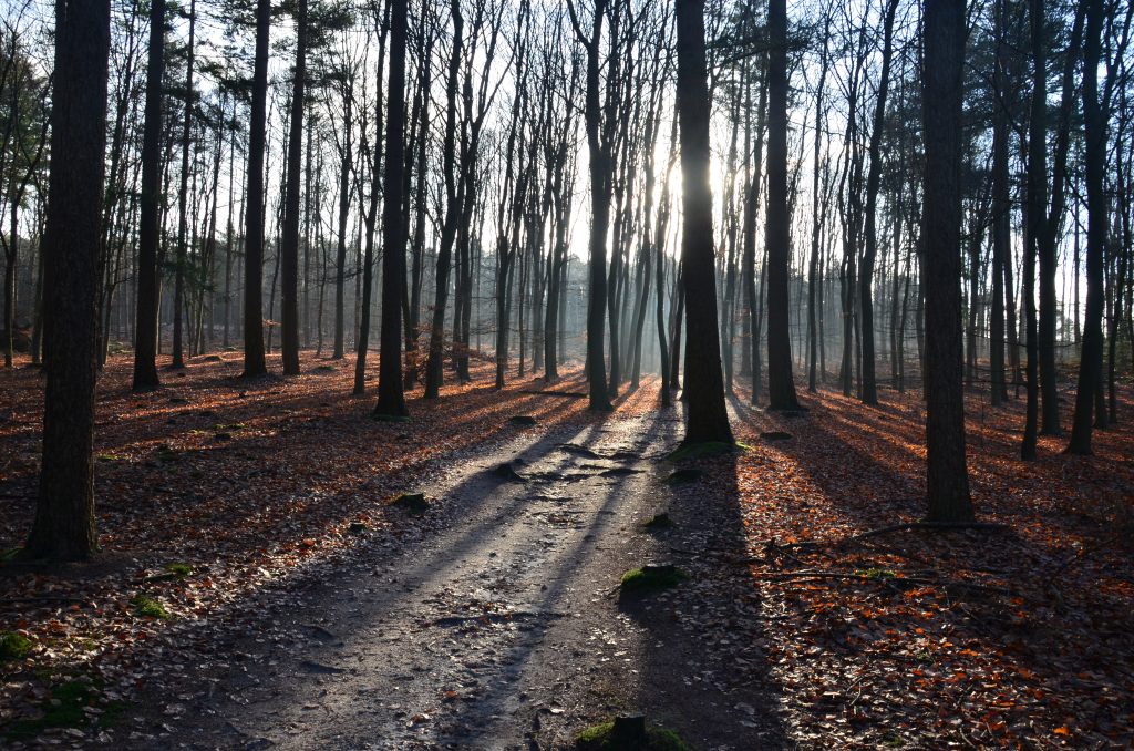 wandelen sallandse heuvelrug