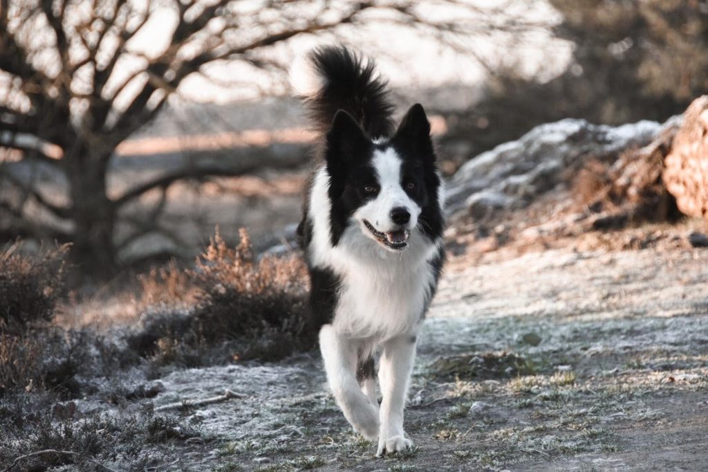 met je hond op vakantie