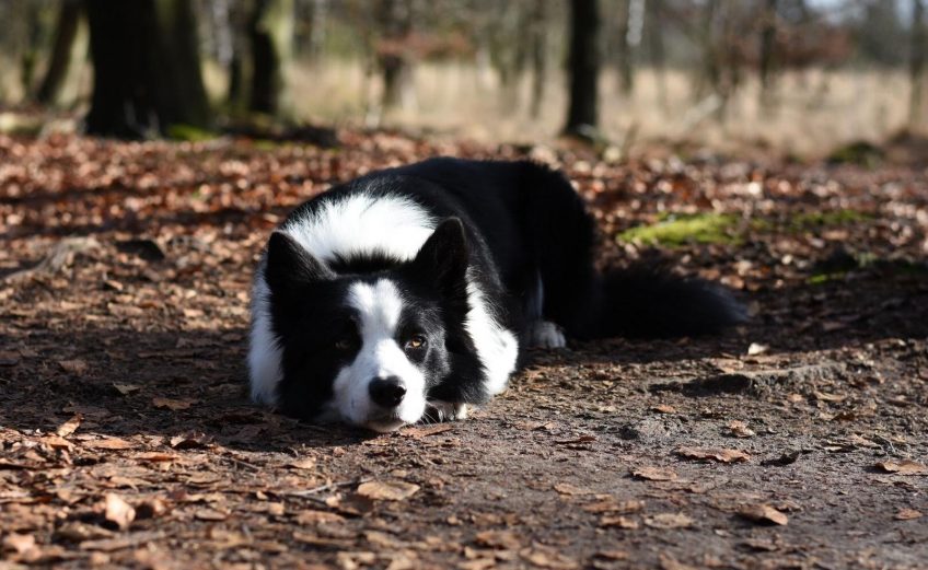 Met je hond op vakantie? Boek een huisdieren arrangement en neem je hond mee op vakantie