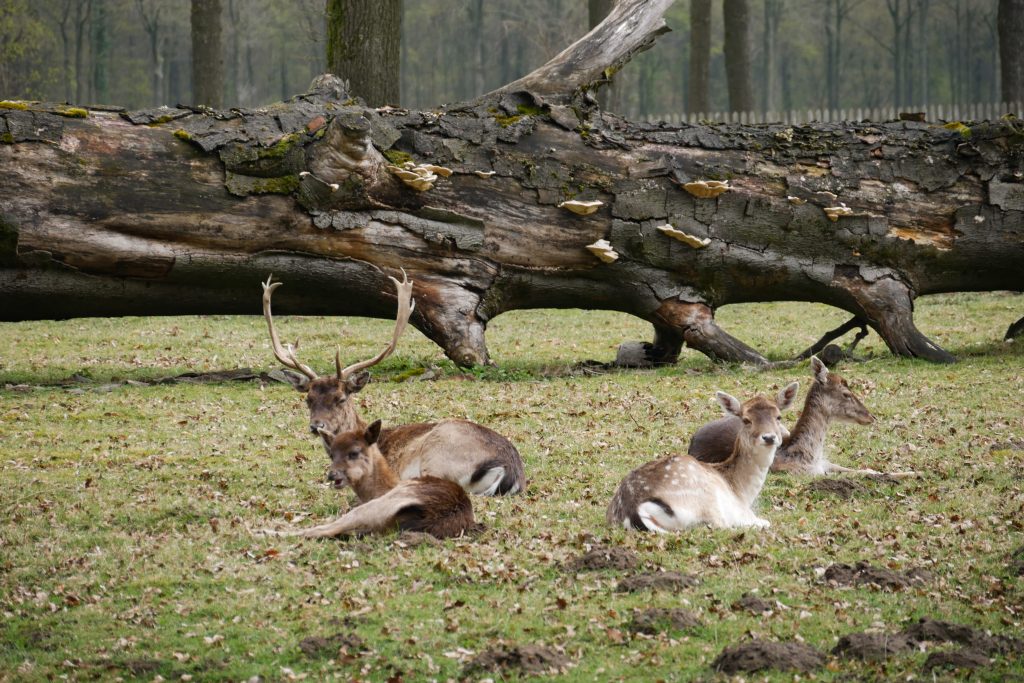 vakantie in Winterswijk, vakantiehuis in Winterswijk, wandelroutes in Winterswijk