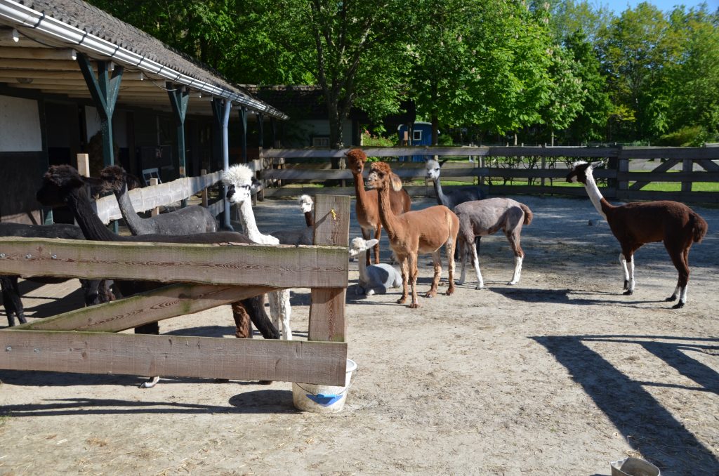 alpaca boerderij